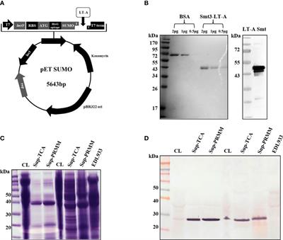 Production of monoclonal antibody of heat-labile toxin A subunit to identify enterotoxigenic Escherichia coli by epitope mapping using synthetic peptides